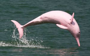 Pink-Dolphin-Timeout-300x187.jpg