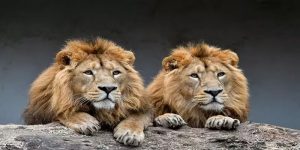 lions-300x150.jpg