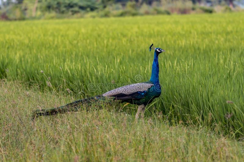 peacocks-paddy-field-peacocks-foraging-near-paddy-field-south-indian-village-139466407.jpg